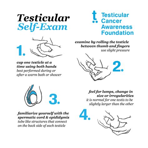 testes drop|when do your testicles drop.